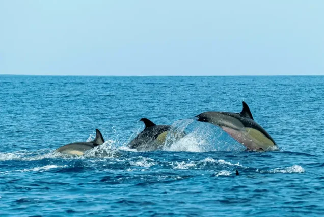 Wild & Wonder Adventure