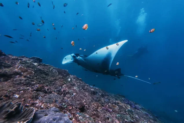Nusa Penida: Snorkeling Package