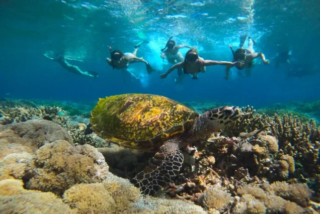AMAZING KOMODO LIVEONBOARD 3D2N